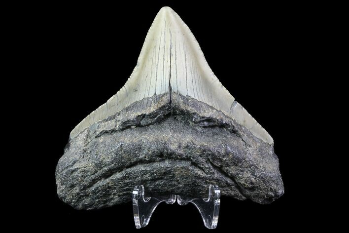 Bargain, Posterior Megalodon Tooth - North Carolina #76302